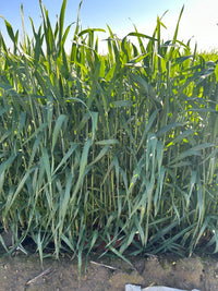 Multispectral Sprouting Corn Dataset - 350ft AGL - Mavic 3 Multispectral