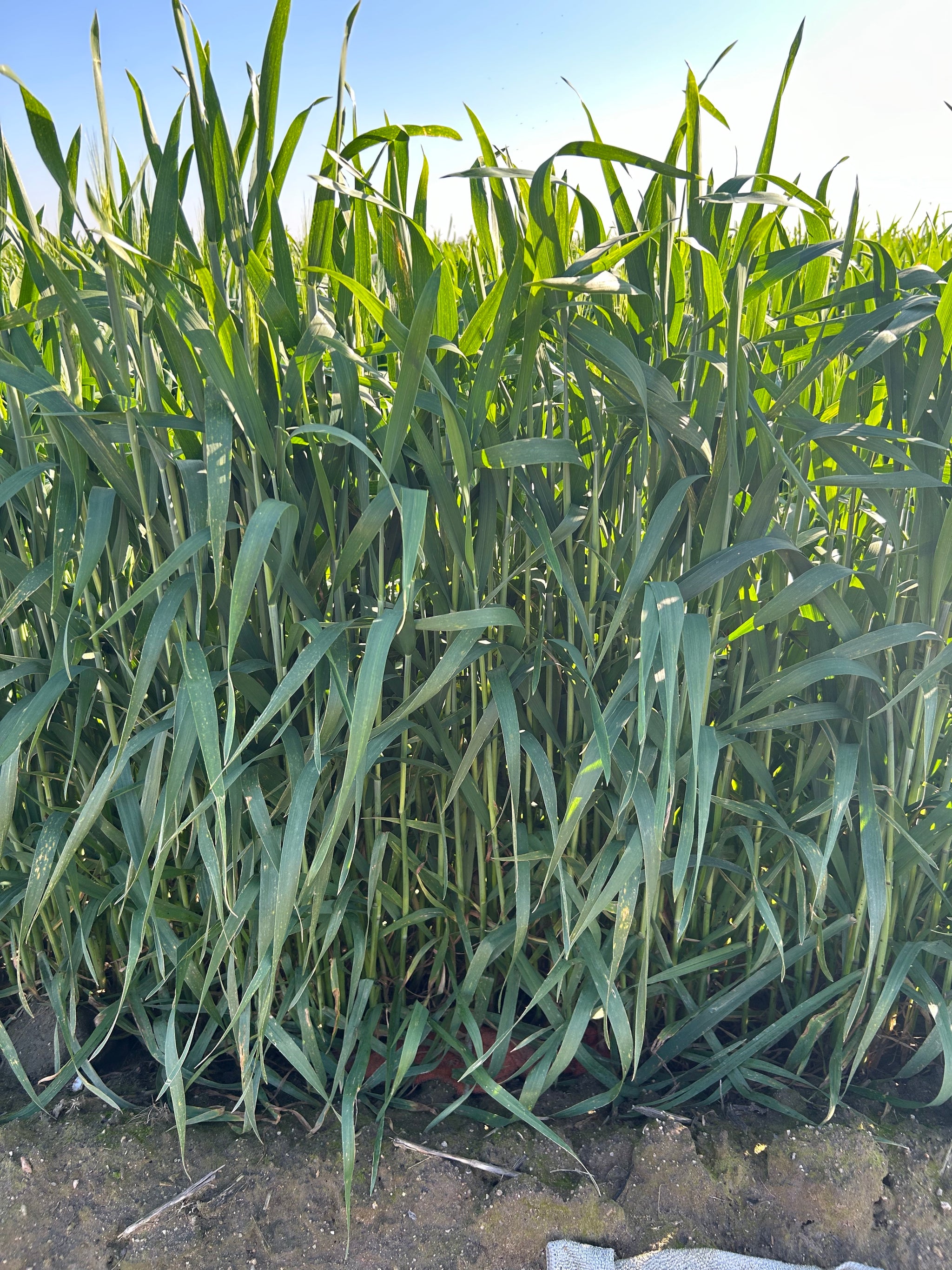 Multispectral Sprouting Corn Dataset - 350ft AGL - Mavic 3 Multispectral