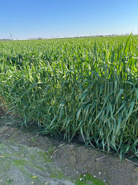 Multispectral Sprouting Corn Dataset - 350ft AGL - Mavic 3 Multispectral