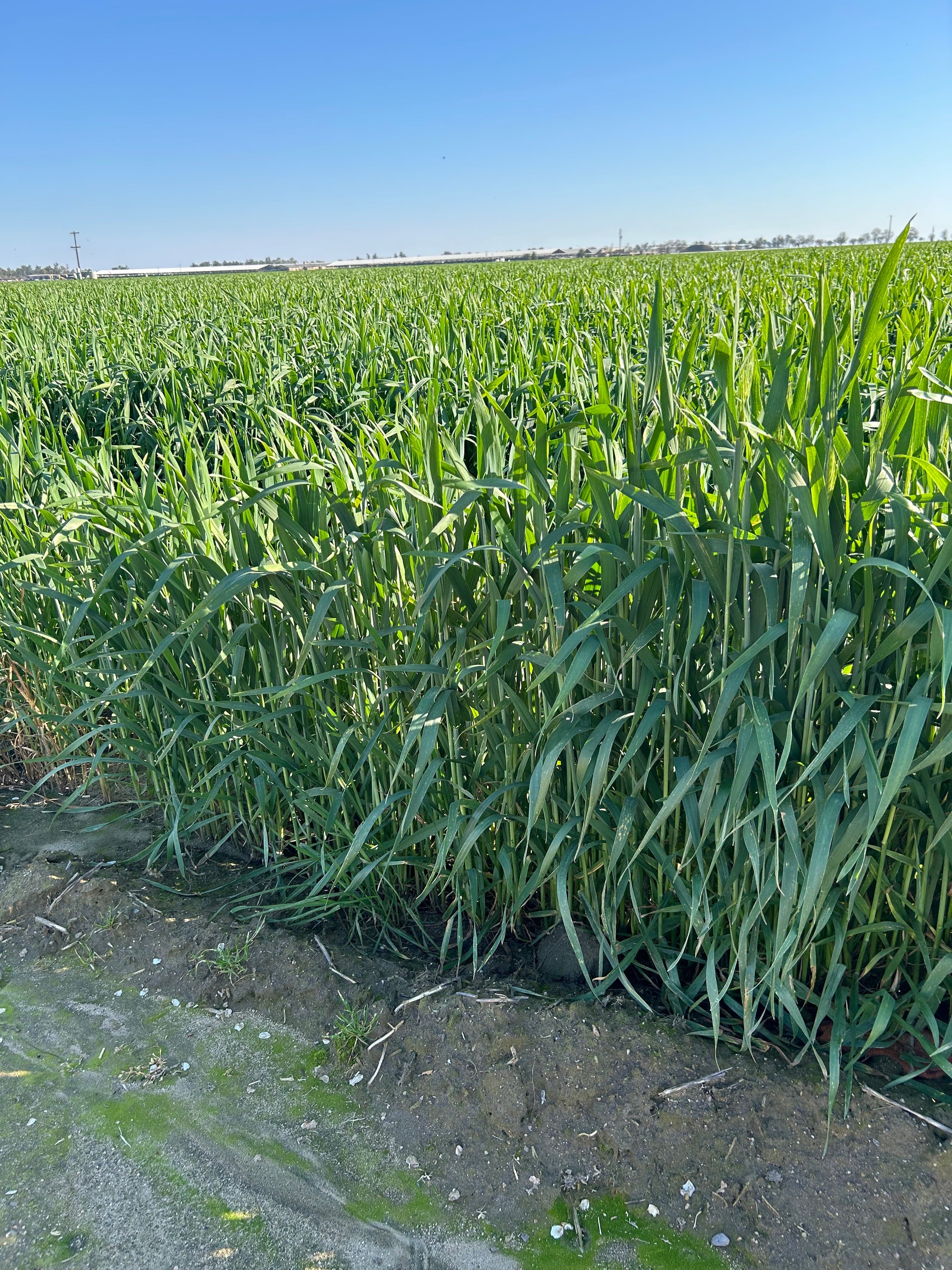 Multispectral Sprouting Corn Dataset - 350ft AGL - Mavic 3 Multispectral