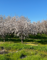 Photogrammetry Dataset - Central Valley Fruit Trees (In Bloom) - 250ft AGL - Mavic 3 Multispectral (Calibration plate)