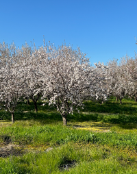 Photogrammetry Dataset - Central Valley Fruit Trees (In Bloom) - 250ft AGL - Mavic 3 Multispectral (Calibration plate)