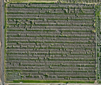 Photogrammetry Dataset - Central Valley Fruit Trees (In Bloom) - 250ft AGL - Mavic 3 Multispectral (Calibration plate)