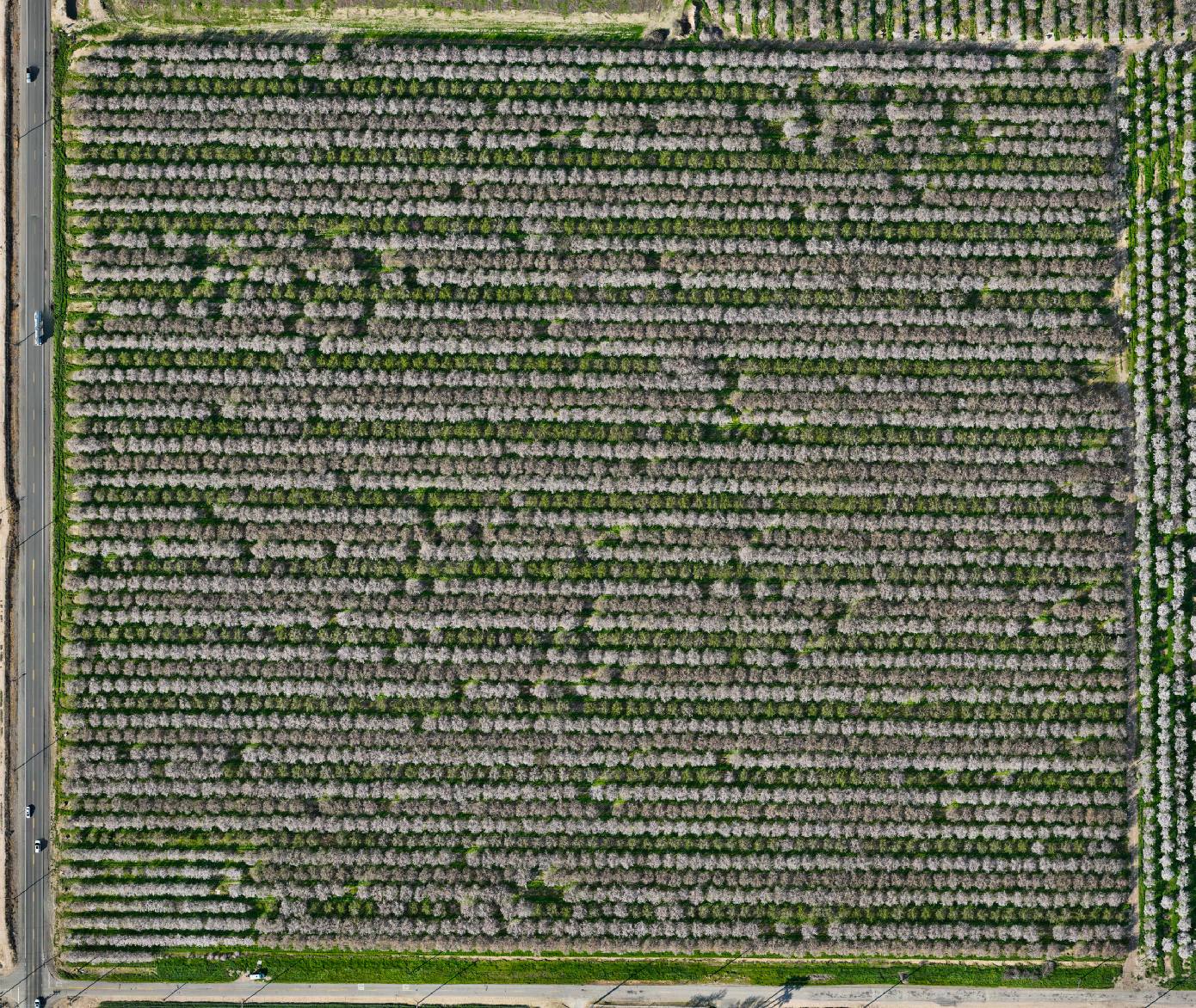 Photogrammetry Dataset - Central Valley Fruit Trees (In Bloom) - 250ft AGL - Mavic 3 Multispectral (Calibration plate)