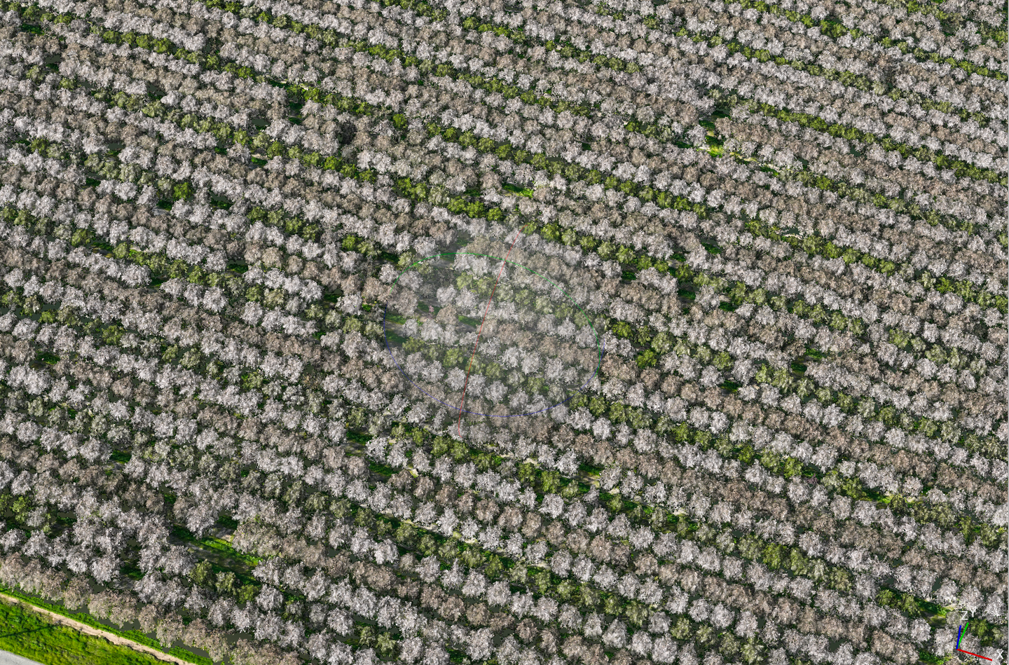 Photogrammetry Dataset - Central Valley Fruit Trees (In Bloom) - 250ft AGL - Mavic 3 Multispectral (Calibration plate)
