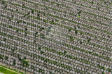 Photogrammetry Dataset - Central Valley Fruit Trees (In Bloom) - 250ft AGL - Mavic 3 Multispectral (Calibration plate)