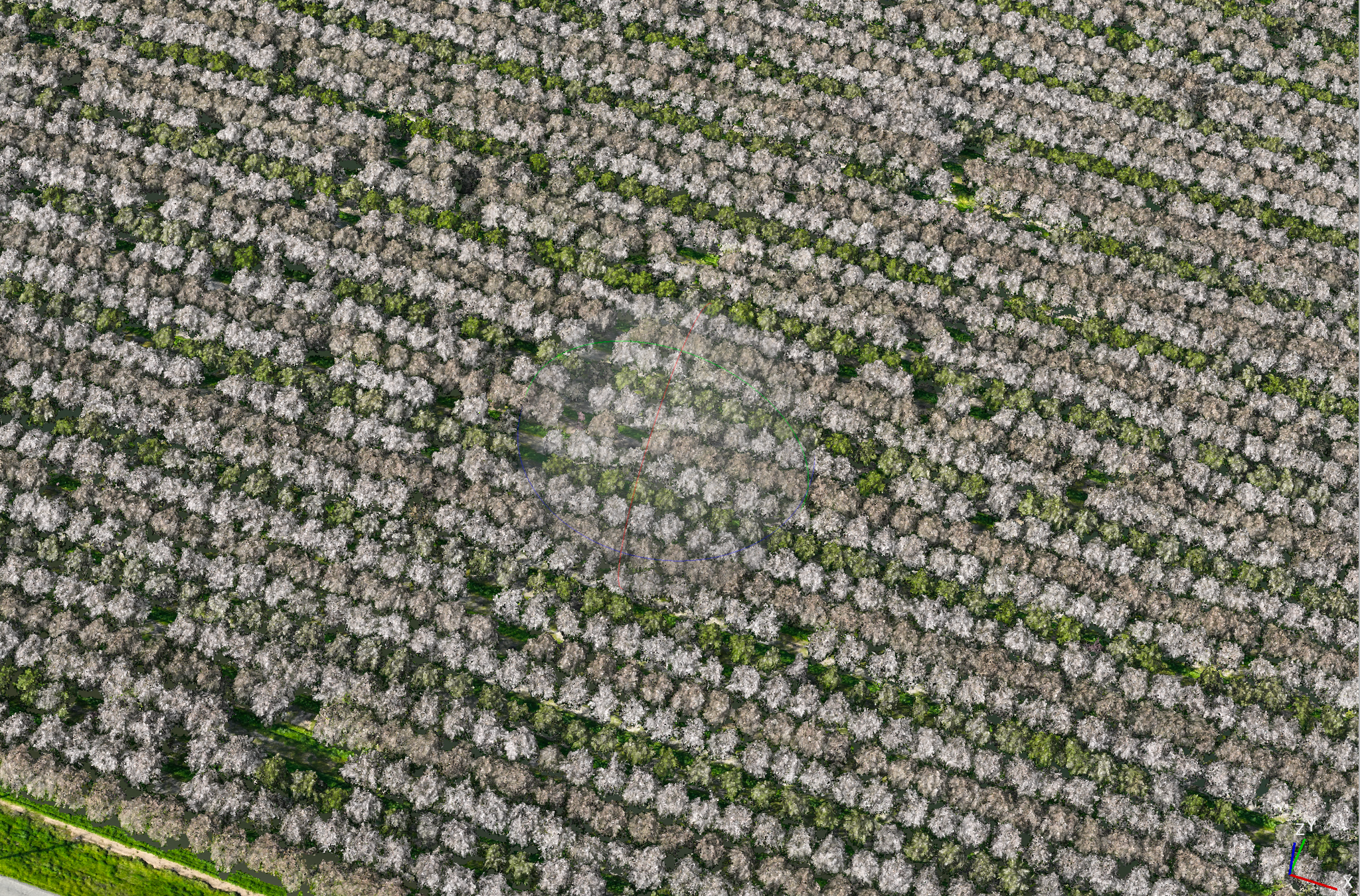 Photogrammetry Dataset - Central Valley Fruit Trees (In Bloom) - 250ft AGL - Mavic 3 Multispectral (Calibration plate)