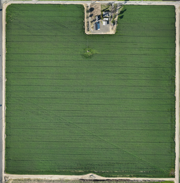 Multispectral Sprouting Corn Dataset - 350ft AGL - Mavic 3 Multispectral (FREE for 30 days!!)