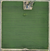 Multispectral Sprouting Corn Dataset - 350ft AGL - Mavic 3 Multispectral