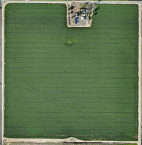 Multispectral Sprouting Corn Dataset - 350ft AGL - Mavic 3 Multispectral